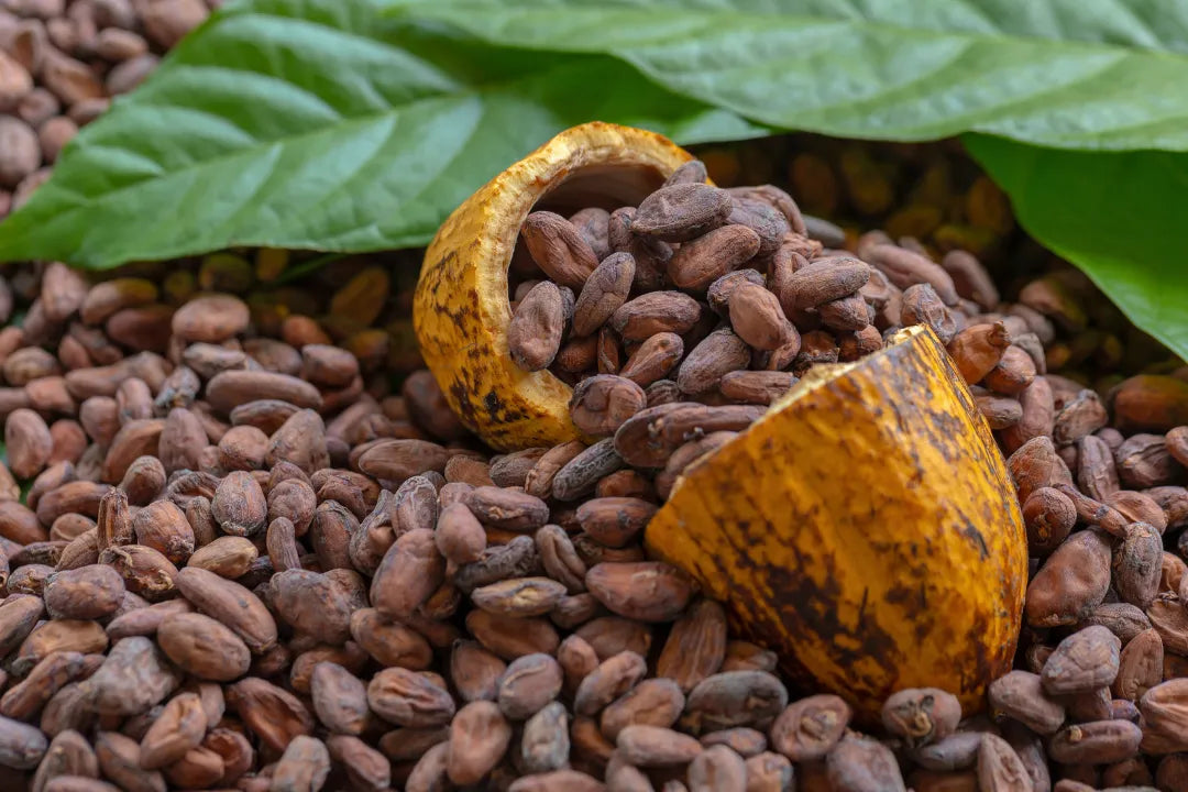 Cacao pd filled with roasted cacao beans with green kakao leafs in the background