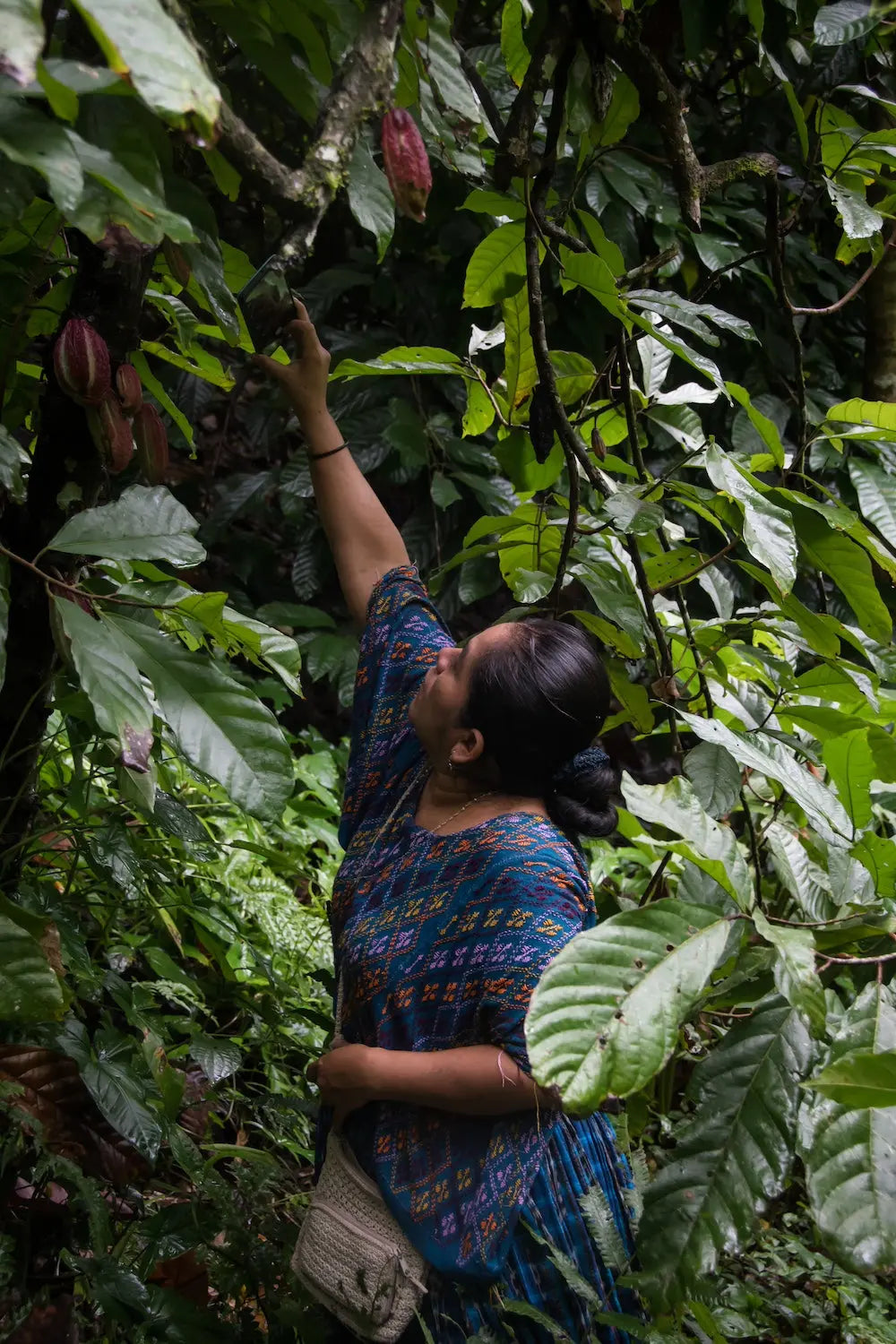 A maya woman in the jungle picking cacao from a tree